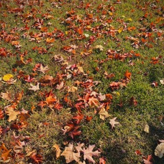 The Most Incredible Thing