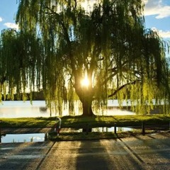 Under this willow tree