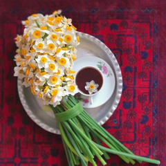 چشم نرگس( خواهم که بر رویت هر دم زنم بوسه)