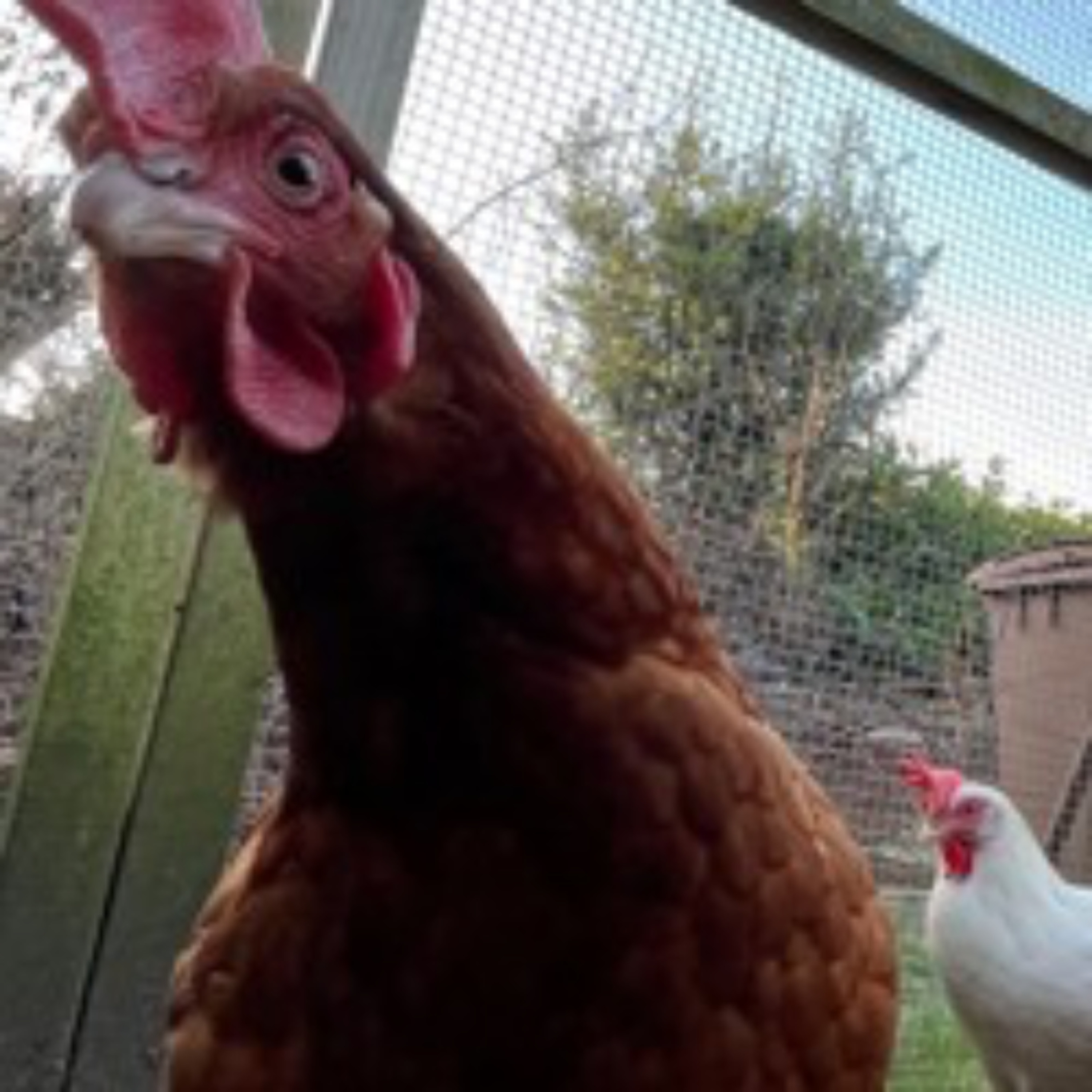 Domestic Fowl and Garden Birds, 28th January 2024 episode artwork