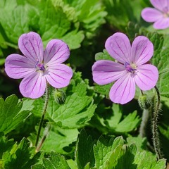 ای صبا رو سبکبار از برم سوی دلدار.mp3