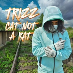 Cat Not a Rat