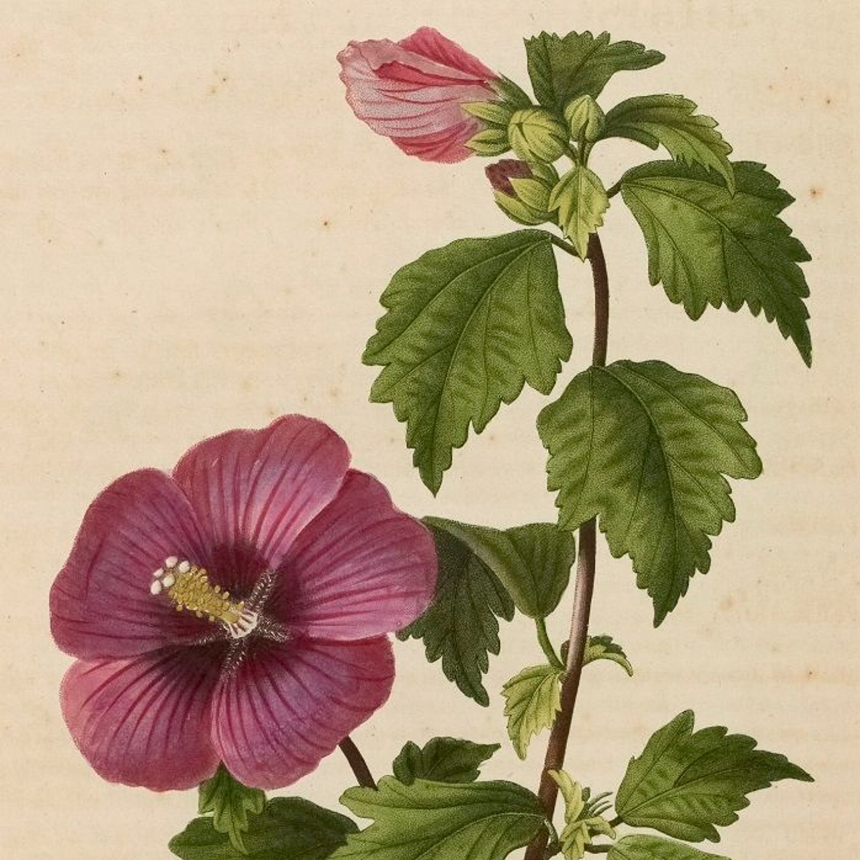 SAPORE E ODORE - N°145 HIBISCUS episode artwork
