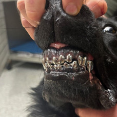 una gata - six sex (PRADAkeooo_flip)