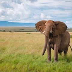 El Elefante Curioso