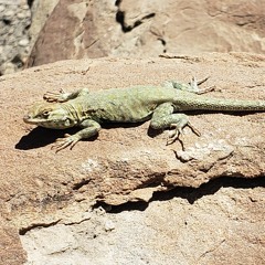 Sandstone Lizard