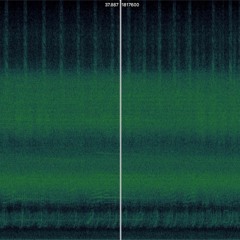 cicadas (one day at jindaiji)