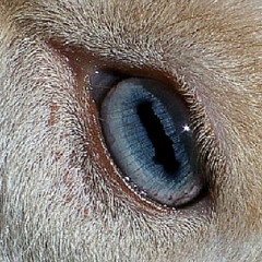 goat eyes
