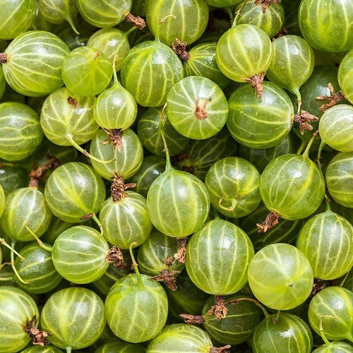 HoneyMel : Sip into something soft - 20 MAi 2025