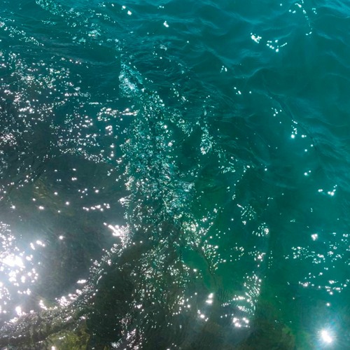 Underwater Birds