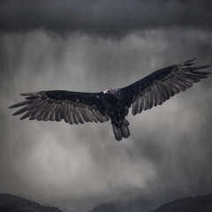 vulture island