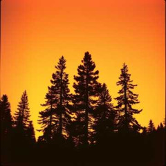 Unter den Pinienbäumen