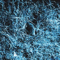 vom roboter und dem hund