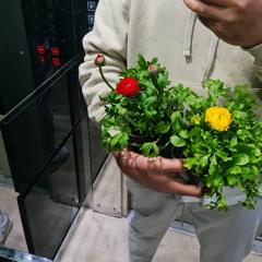 یادگار عمر - همایون شجریان ( تو عید منی، من بهار توام )