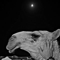 فرش له ذهب ثم ورد ثم زل ثم بساط عبدالله بن شايق .