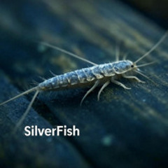 SilverFish