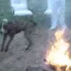 I Warned You Dawg