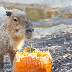 Fall Chuggers