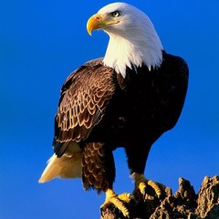 Aguila aguile.mp3