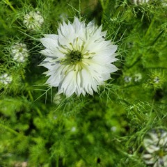 Instrumental spontané dans la nature