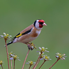 Dadzītis (Carduelis carduelis). Audio: putni.lv