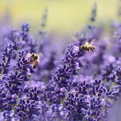 Lavender Fields