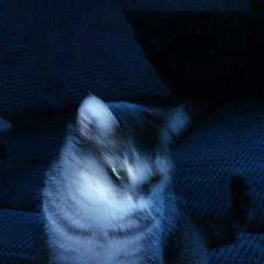 ягами лайт [p. cvs]