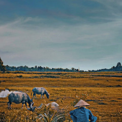 Đất lành - Minstu