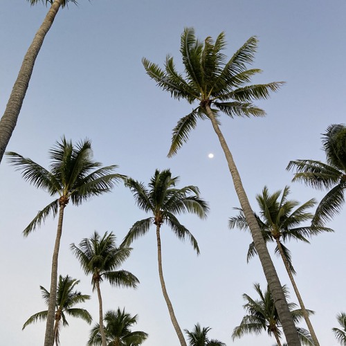 Tahitian Vibes 🇵🇫