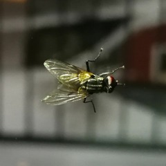 Tamassi (By Minikasik)