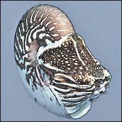 NAUTILUS_SAMOAENSIS