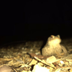 Smores