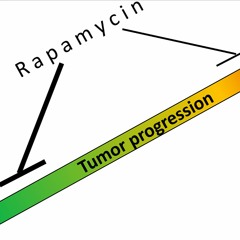 Cancer Prevention with Rapamycin