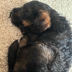 A lil pup