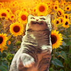 Spite the Wind (og beat) [2-2-24]