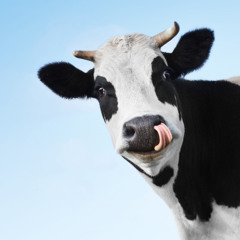 Назарко і корова