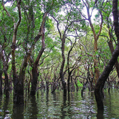 C418 - Floating Trees [stretched & reverb]