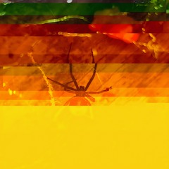 Arachnophobia (Original Mix)
