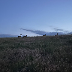 sun.sets. 2 - did you forget to hit record?