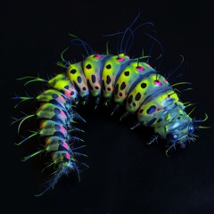 The Caterpillar