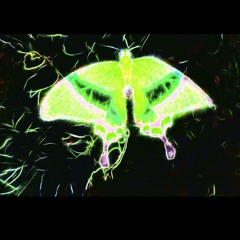 Butterfly Bank