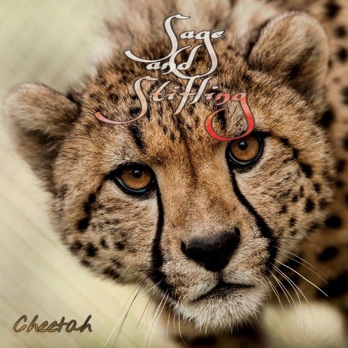 Cheetah