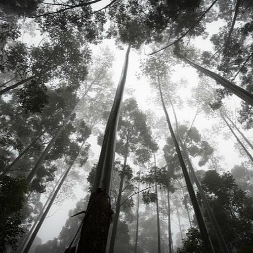 Silence Forest (no mix)