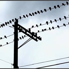 The Second Wizard's Role