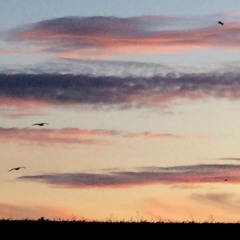28. where winds blow onshore