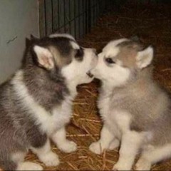 puppy luv (fanguin)