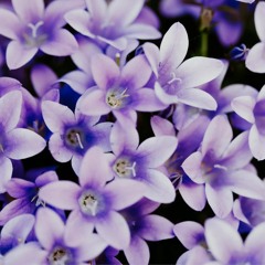 Rondo of Petals