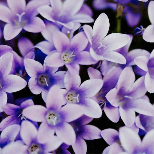 Rondo of Petals
