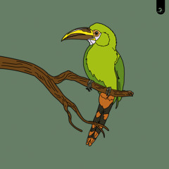 Toucanet