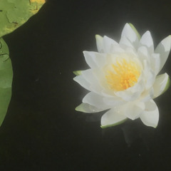 lookinginamirror.(popularpari)